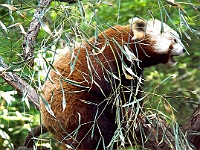 Red Panda 1